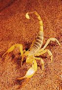 Image result for Scorpion Telson