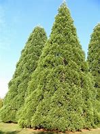 Image result for Cedar Individual Plant