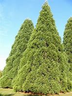 Image result for Planting Cedar Trees