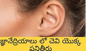 Image result for Body Parts Ears