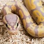 Image result for albino ball pythons habitats