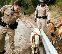 Image result for Goats Running Loose
