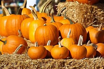 Image result for image for a pumpkin patch