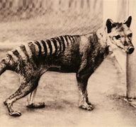 Image result for Australian Tasmanian Tiger