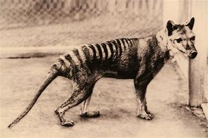 Image result for Taz the Tasmanian Tiger