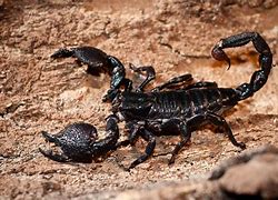 Image result for Scorpion Cfute