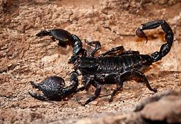 Image result for Purple Emperor Scorpion