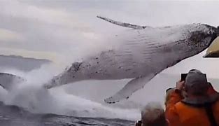 Image result for Biggest Humpback Whale