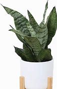 Image result for Costa Farms Snake, Sansevieria White-Natural Decor Planter Live Indoor Plant, 12-Inch Tall, Grower's Choice, Green, Yellow