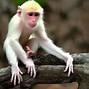 Image result for Baby Albino Monkey
