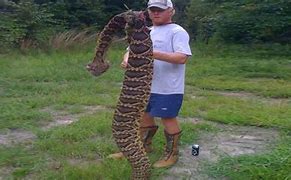 Image result for The Largest Rattlesnake in the World