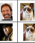 Image result for Chuck Norris Cat