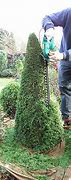 Image result for Trimming a Cedar Tree