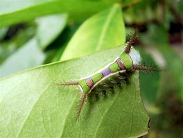 Image result for Small Caterpillar