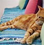 Image result for Cat Scratching