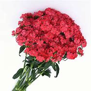 Image result for Dianthus Classic Coral - 1 Container