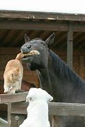 Image result for Dogs Funny Cats Horse