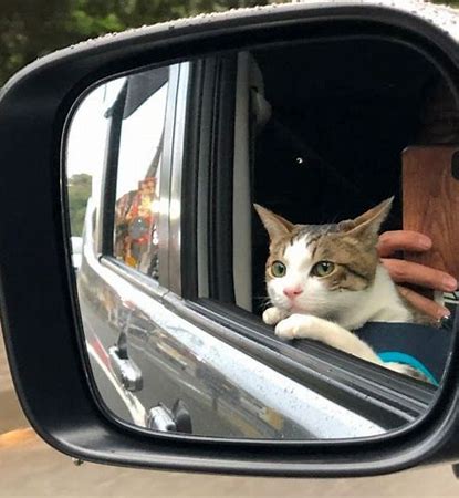 猫　運転手 に対する画像結果