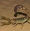 Image result for Desert Scorpion