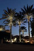 Image result for Palm Trees with Christmas Lights