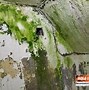 Image result for Green Mold Removal