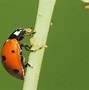 Image result for Backyard Bugs