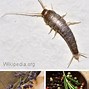 Image result for Moth and Silverfish Repellent