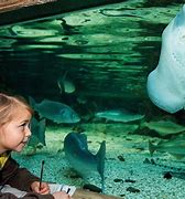 Image result for Animal Aquarium Zoo
