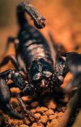Image result for Dead Scorpion