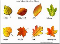 Image result for Common Leaf Identification Chart