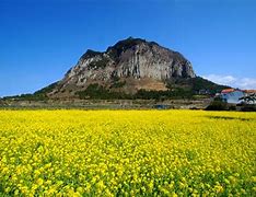 Image result for Jeju Island Flowers