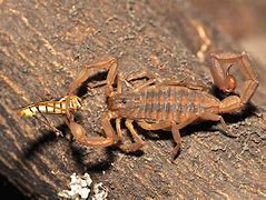 Image result for Scorpion Eating