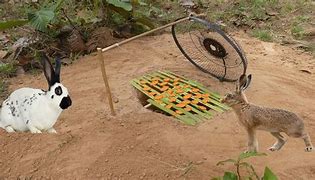 Image result for How to Set a Snare Trap for Rabbits