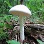 Image result for Amanita Mushrooms Poisonous