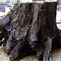 Image result for Fallen Sycamore Tree Ground Zero