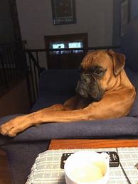 Image result for Really Funny Boxer Dogs