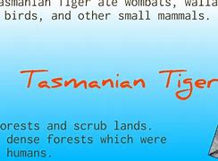 Image result for Tasmanian Tiger Diet