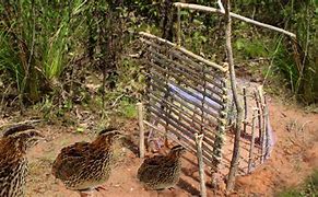 Image result for Bird Traps and Snares