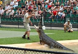 Image result for australia zoo crocodile show