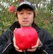 Image result for Biggest Apple Ever Picked