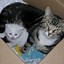 Image result for Too Funny Cats