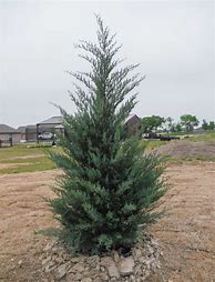 Image result for Eastern Red Cedar with White Trim