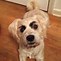 Image result for Dogs with Eyebrows
