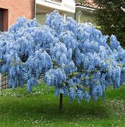 Image result for Blue Chinese Wisteria Tree - 4X4x6 Inch Container 2-3 Feet