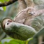 Image result for Sloth Breeds