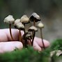 Image result for Most Common Magic Mushrooms