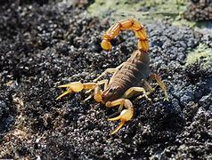 Image result for Scorpion Wallpaper HD