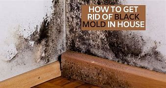 Image result for Get Rid of Black Mold in Homes