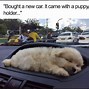 Image result for Funny Animal Stay Positive