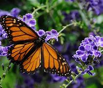 Image result for Real Butterfly